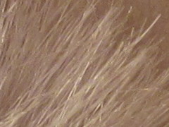 Canon IXUS 220 HS: multifunkční Karkulka