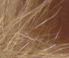 Canon IXUS 200 IS: poprvé dotykově