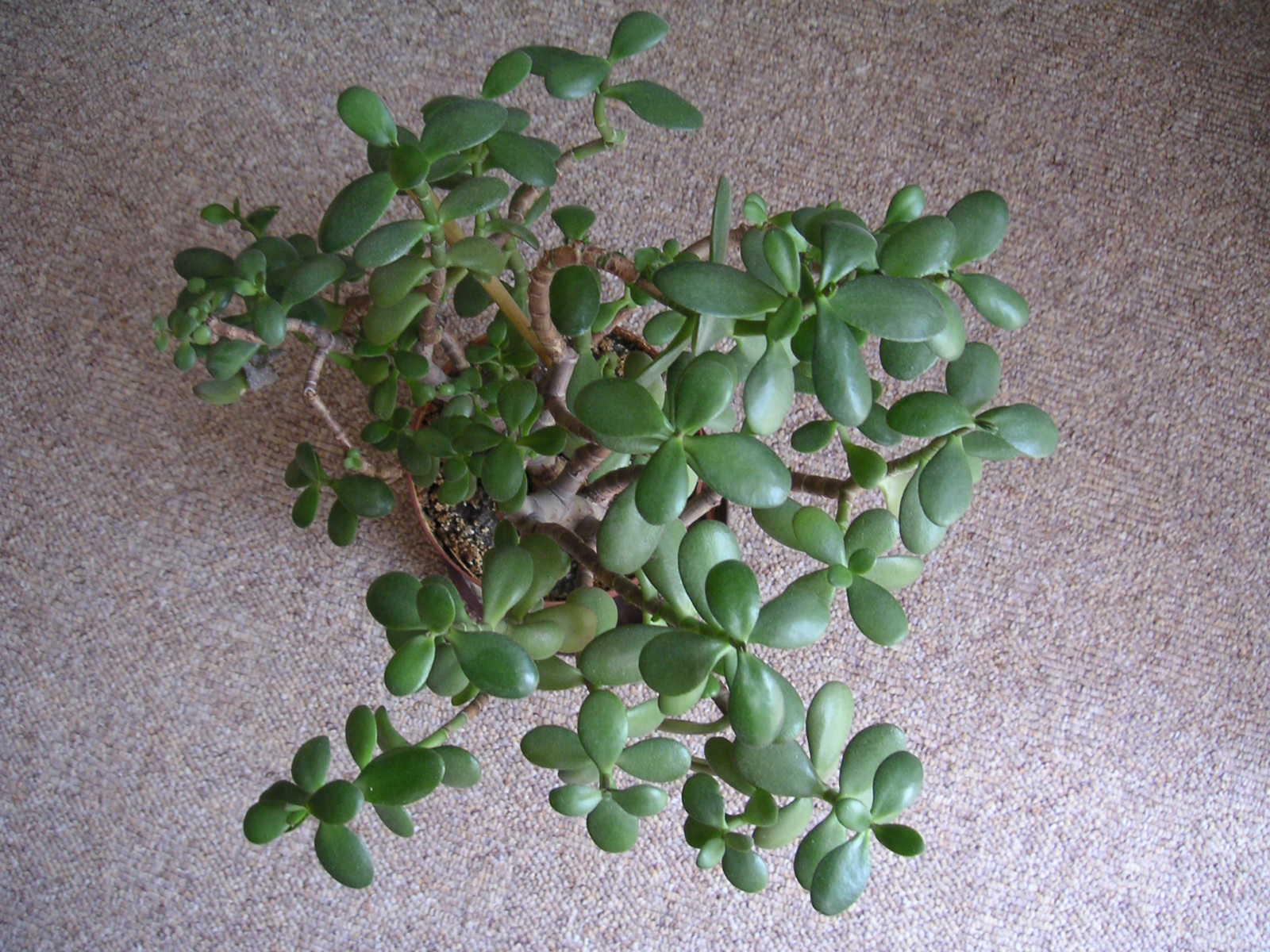 Minolta DiMAGE Xt: ještě menší a krásnější