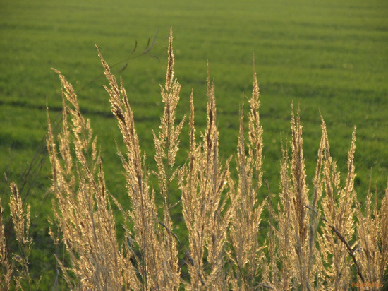 Canon PowerShot SX160 IS: více megapixelů i zoomu