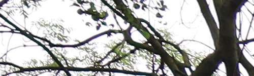 Canon RF 24-105mm f/4 L IS USM