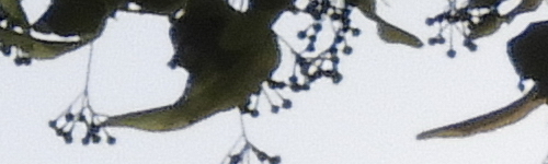 Nikon Coolpix B700: přírodovědec