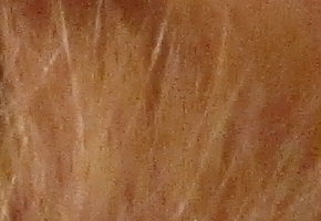 Canon PowerShot SX500 IS: fotící stroj času