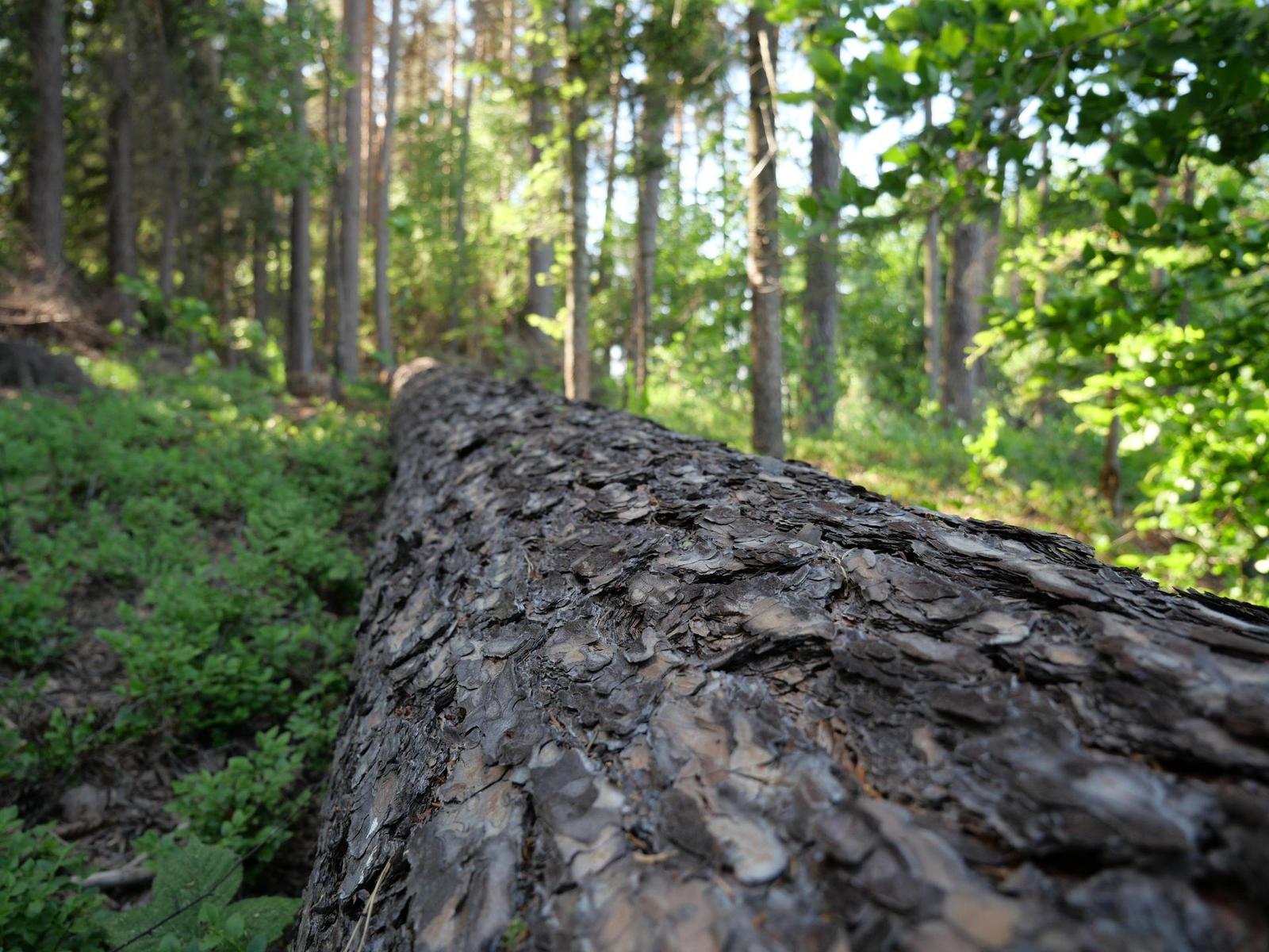 Panasonic Lumix GX9: postřehy z praxe