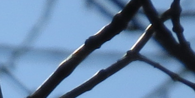 Canon PowerShot SX50 HS: překvapivá kombinace