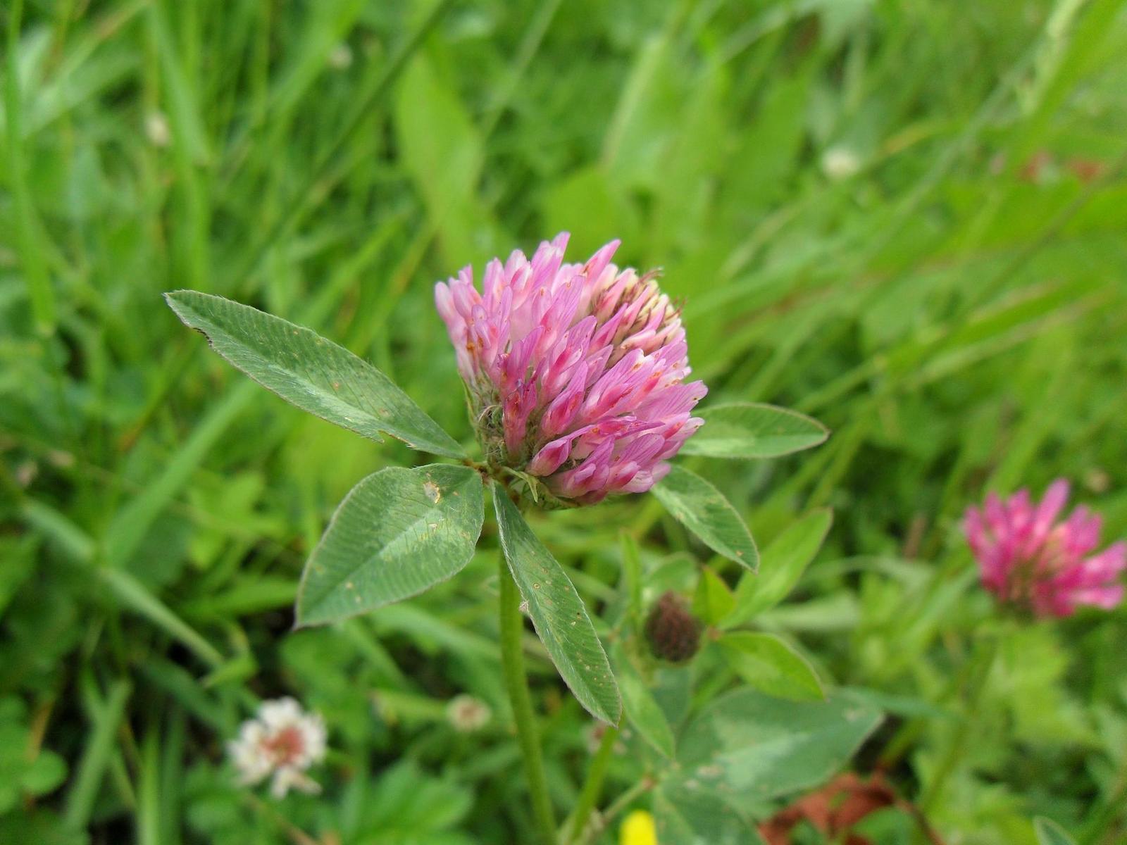 Samsung IT100: kompakt a kamera v jednom