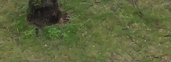 Panasonic Lumix GH6: s revolučním snímačem