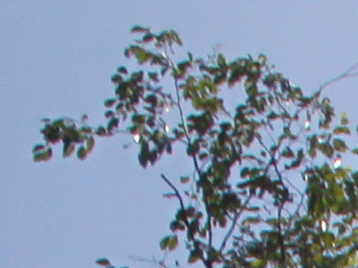 Canon EOS 500D: povedený pokračovatel rodu