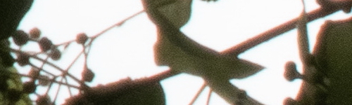 Nikon Coolpix B700: přírodovědec