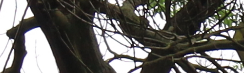 Canon RF 24-105mm f/4 L IS USM