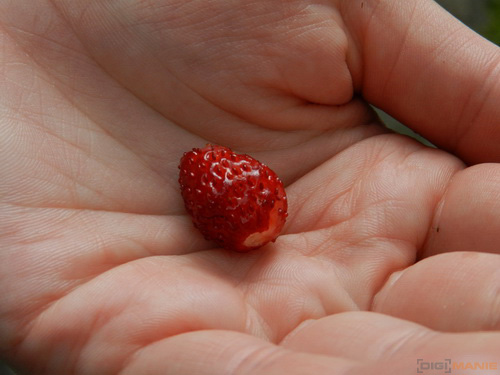 Nikon Coolpix P500: univerzální dalekohled