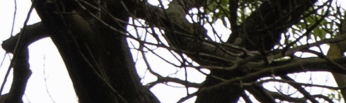 Canon RF 24-105mm f/4 L IS USM