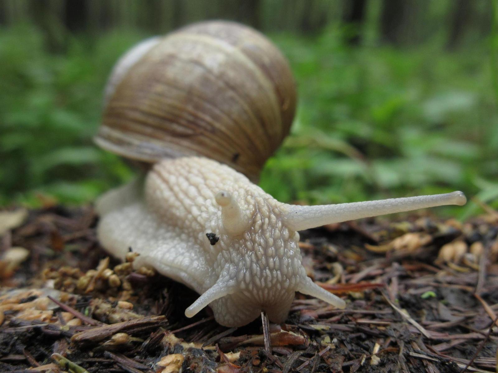 Canon IXUS 285 HS: kamarád do kabelky