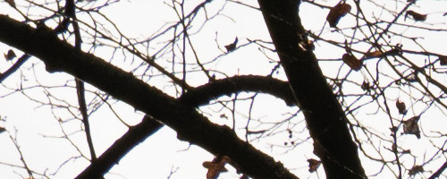 Panasonic Leica DG Vario-Summilux 25-50mm F1.7 ASPH.