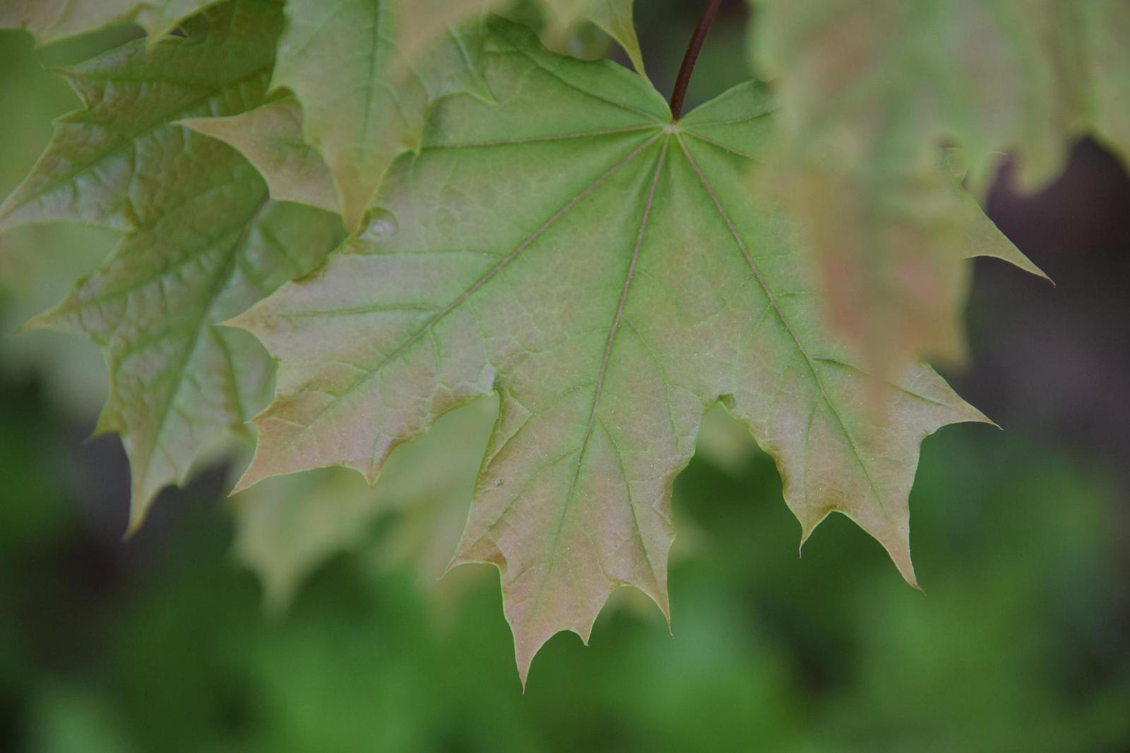 Nikon AF-S DX NIKKOR 16-85mm f/3.5-5.6G ED VR