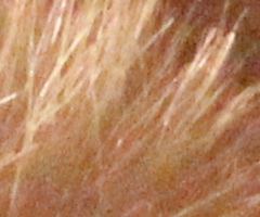 Canon EOS 550D: třídní premiant