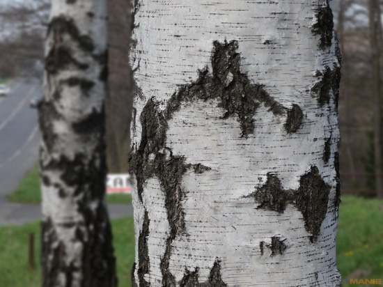 Sony Cyber-shot HX20V: umí snad všechno