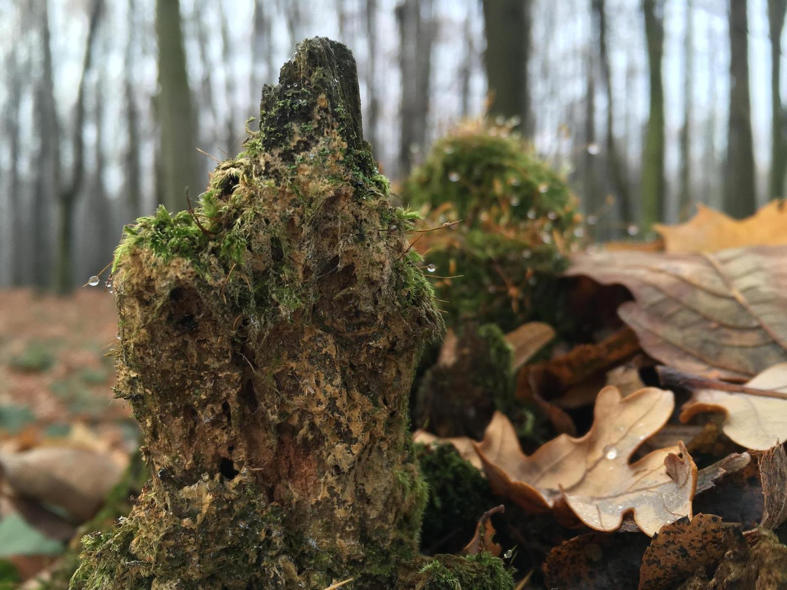 Apple iPhone SE: kompaktní silák