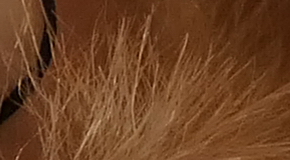 Panasonic Lumix FZ1000: legenda je zpátky