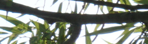 Sony E 55-210mm F4.5-6.3 OSS (SEL55210)