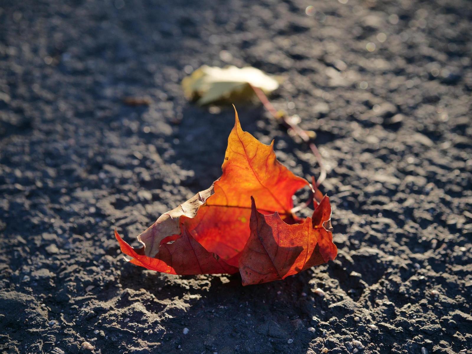 Panasonic Leica DG Vario-Summilux 10-25mm F1.7 ASPH.