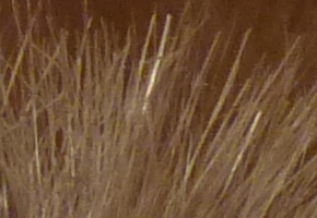 Panasonic Lumix TZ30: pokračovatel slavného rodu?