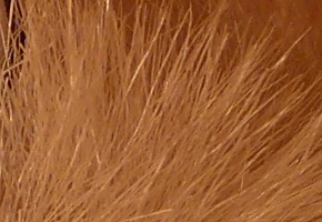 Panasonic Lumix LX7: kompaktní hvězda noci