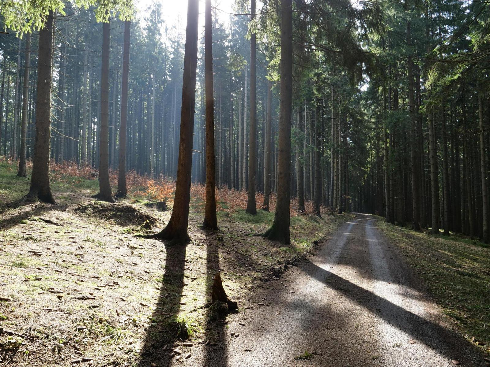 Panasonic Lumix GH5: video-profesionál