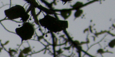 Canon EF-S 18-55mm F3,5-5,6 IS STM