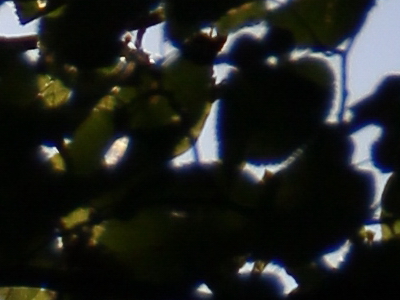 Canon EOS 550D: třídní premiant