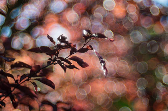 Meyer-Optik Görlitz opět spustí výrobu objektivu Trioplan 100mm F2.8