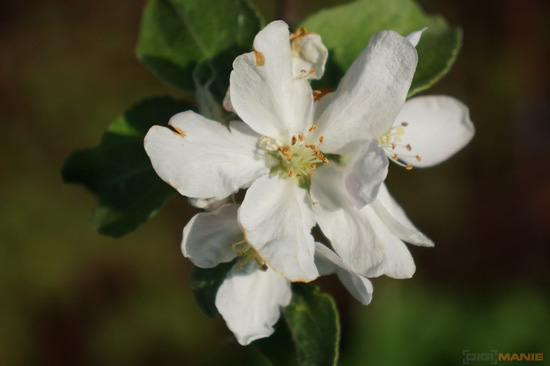 Sony NEX-7: správná (r)evoluce