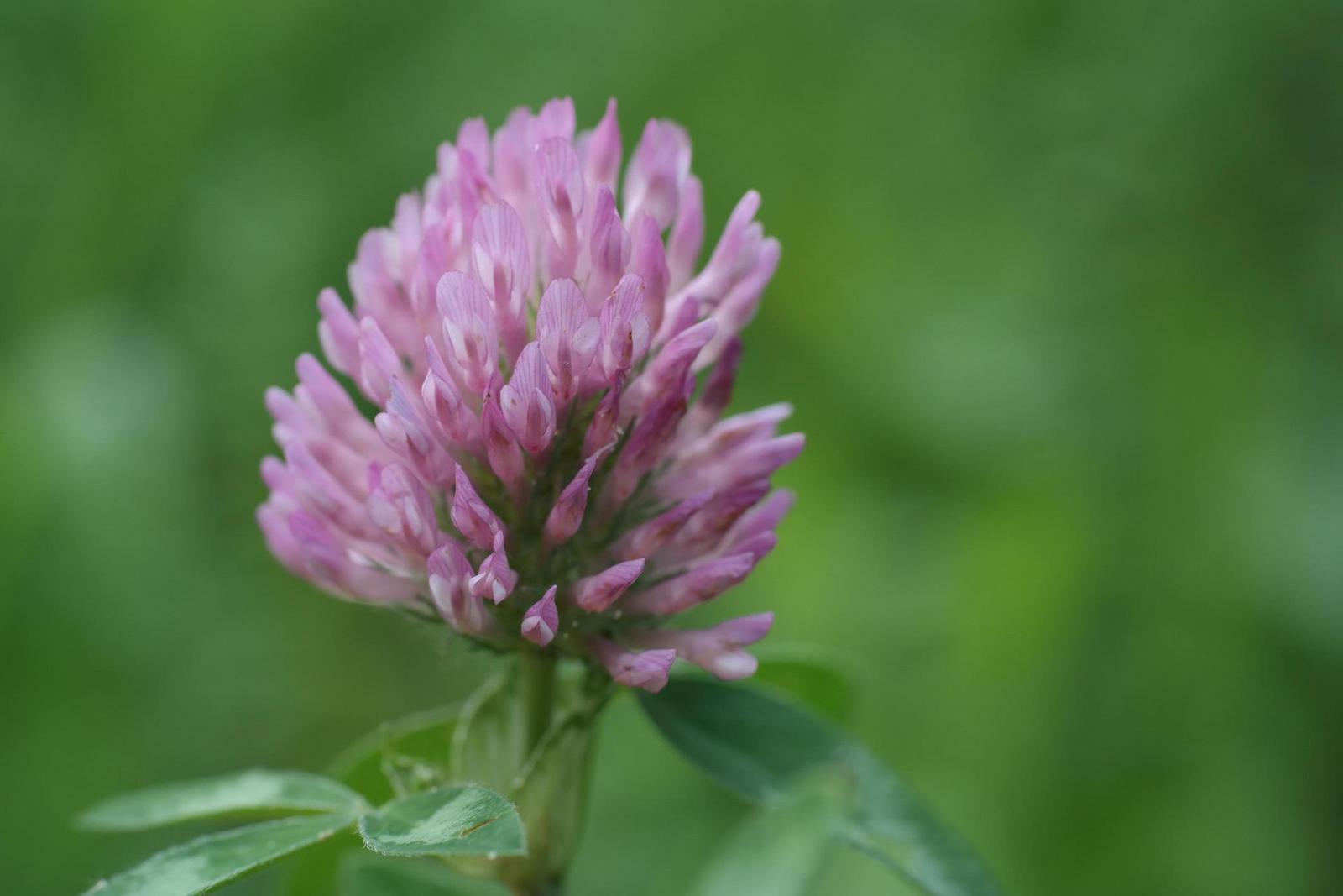 Olympus OM G.Zuiko 50mm f/1.4 "silver-nose"