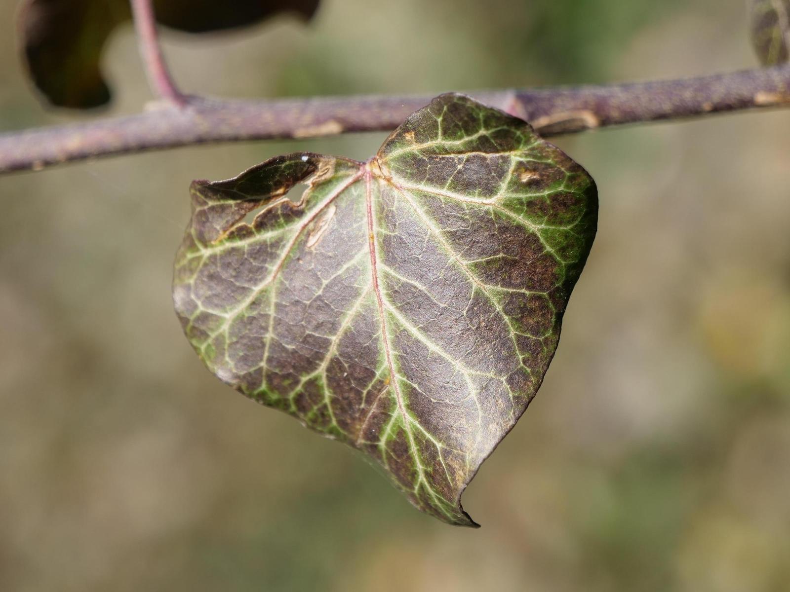 Panasonic Lumix GH5: video-profesionál