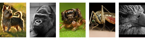 FotoVýzva - 4. kolo Říše zvířat: která je nejlepší?