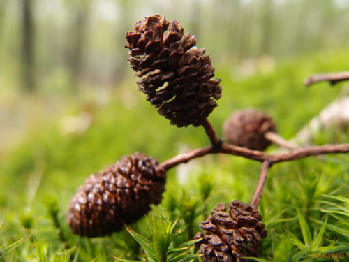 Olympus XZ-1: trefa do černého