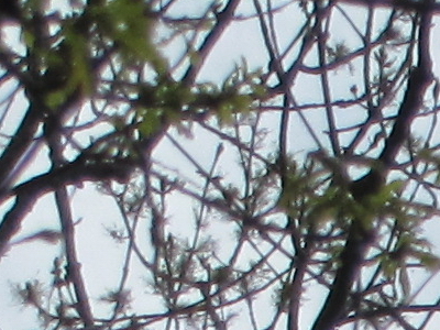 Canon PowerShot SX210 IS: s překvapivou zbraní