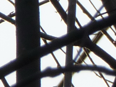 Panasonic Lumix FZ45 a FZ100: na vrcholu