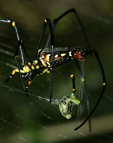 S fotoaparátem po Thajsku: II.