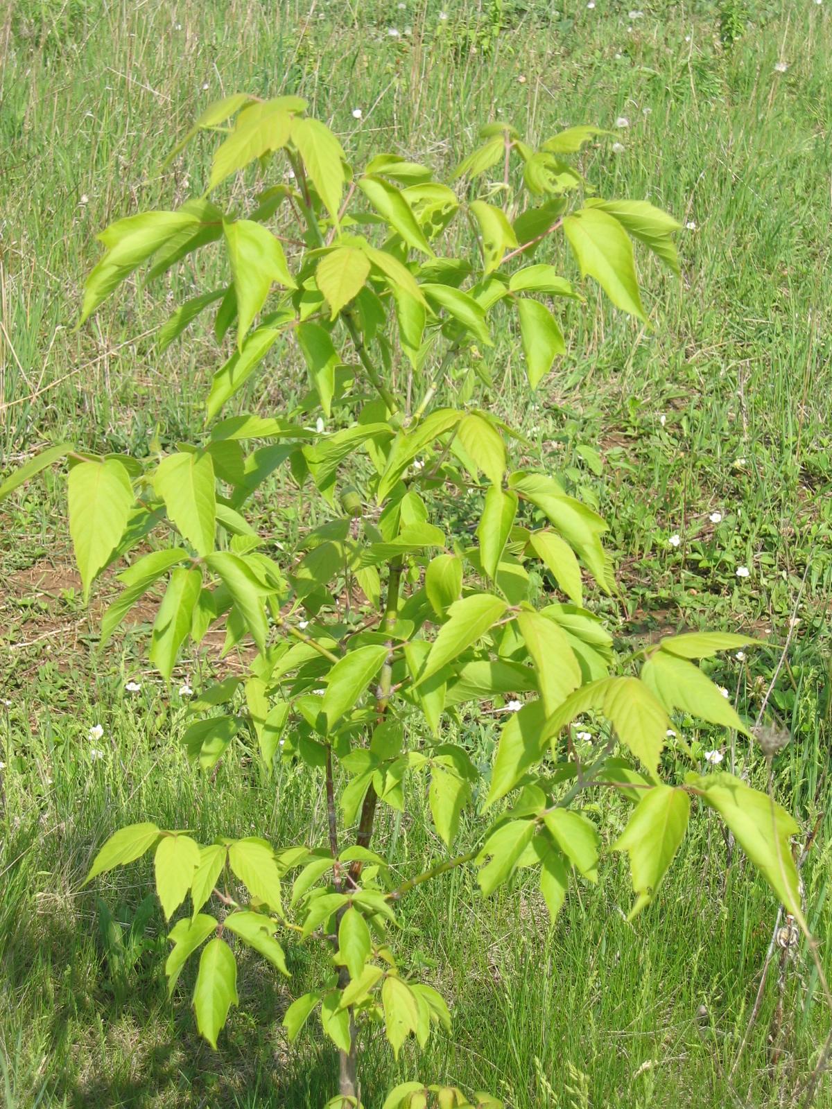 Canon PowerShot S50: Pětimilionový foťák!