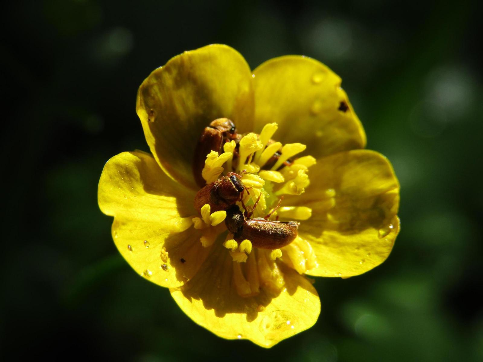 Canon PowerShot SX430 IS: milovník přírody