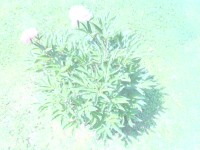 Nokia N80 - jak fotí 3megapixelový fotomobil?