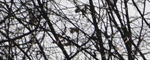 Panasonic Leica DG Vario-Summilux 10-25mm F1.7 ASPH.