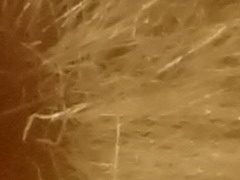 Sony Cyber-shot TX10: odolný zálesák