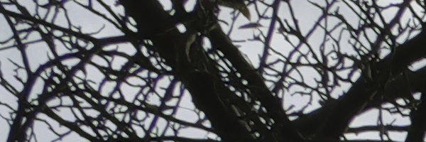 Panasonic Leica DG Vario-Elmarit 12-35mm / F2.8 ASPH. / Power O.I.S