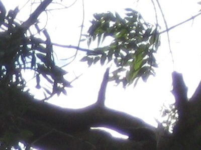 Canon A3000 IS vs. A3100 IS: souboj megapixelů