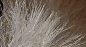 Sony Cyber-shot RX100 III (RX100M3): superSony