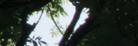 Sony E PZ 18-105mm F4 G OSS (SELP18105G)