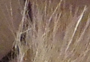 Nikon Coolpix S8200: kapesní mikroskop