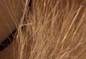 Fujifilm X-S1: jedinečný